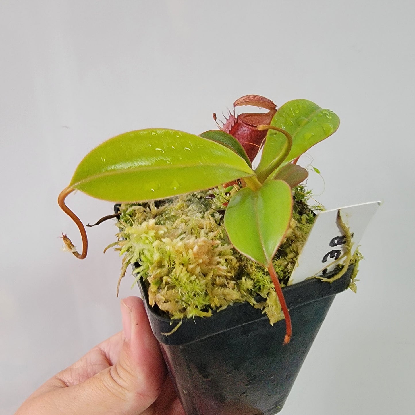 Nepenthes ventricosa x attenboroughii BE