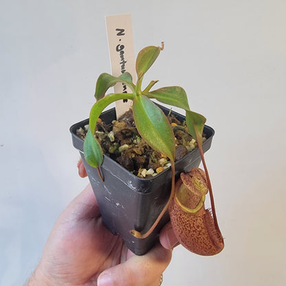 Nepenthes gantungensis BCP