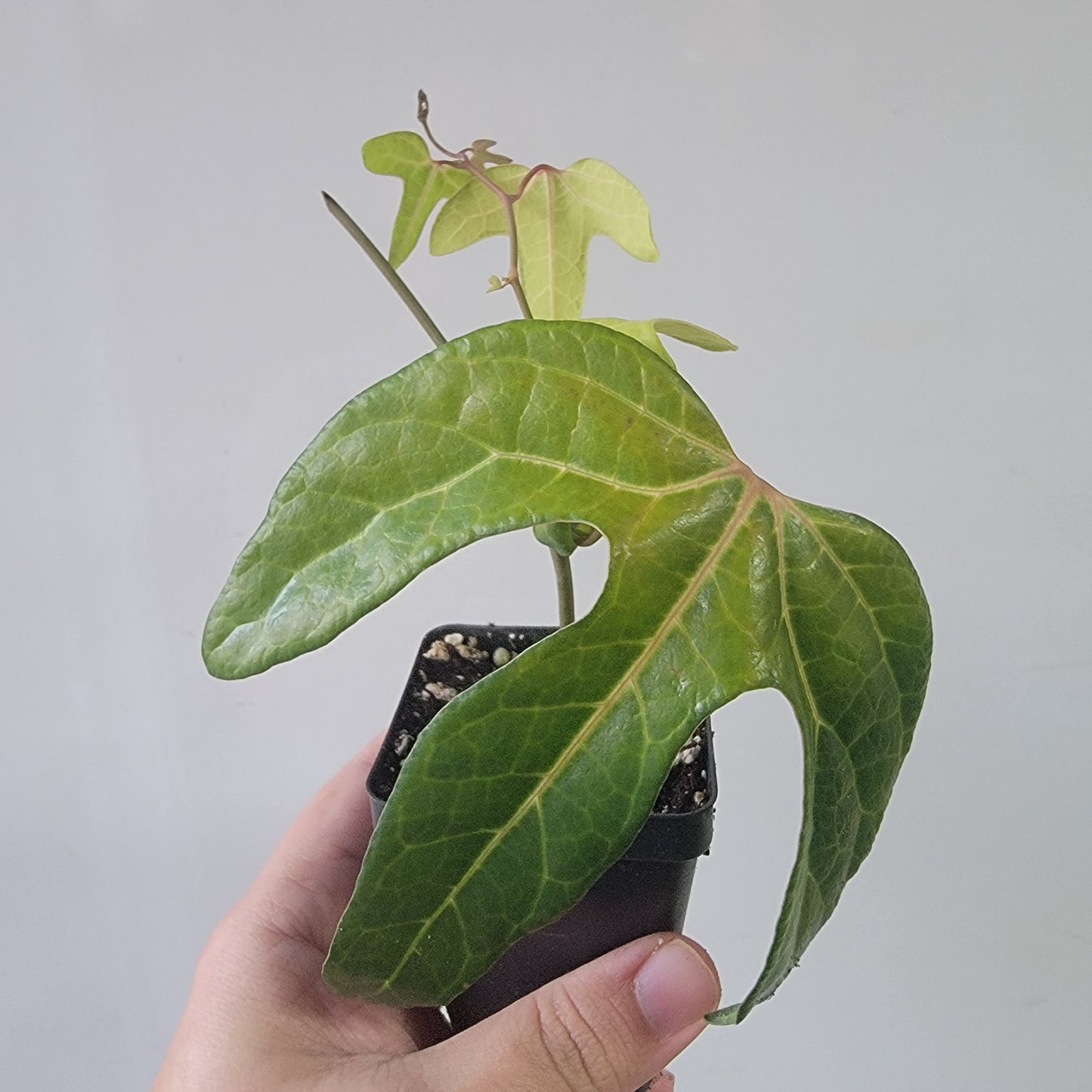 Aristolochia macroura
