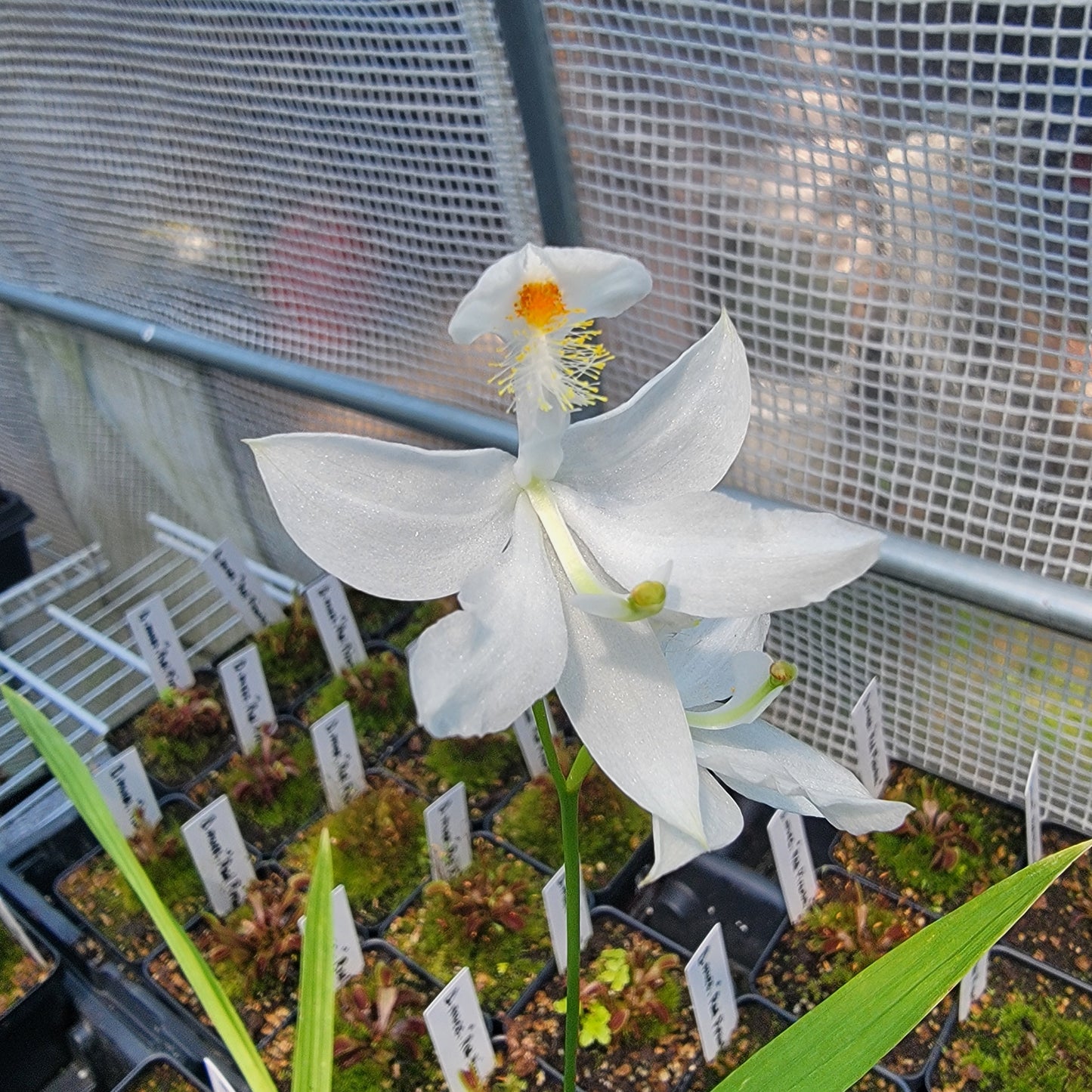 Calopogon tuberosus Orchid