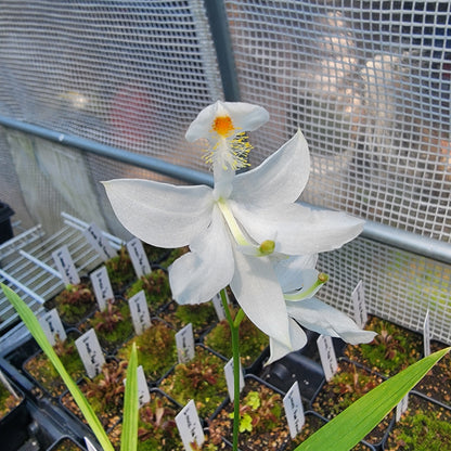 Calopogon tuberosus Orchid