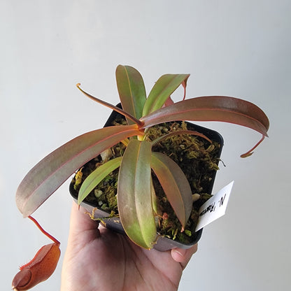Nepenthes "Rebecca Soper"