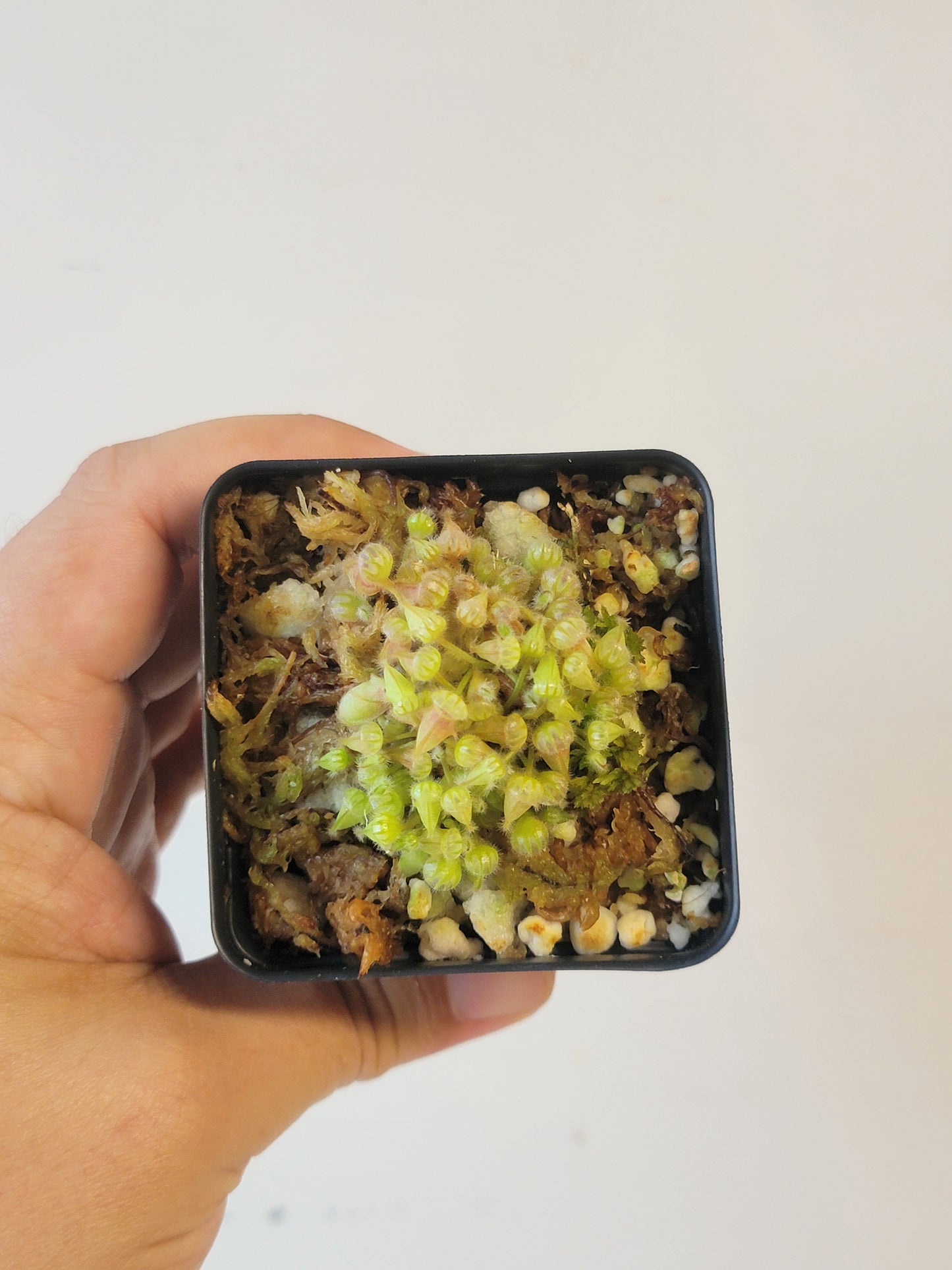 Cephalotus follicularis BCP
