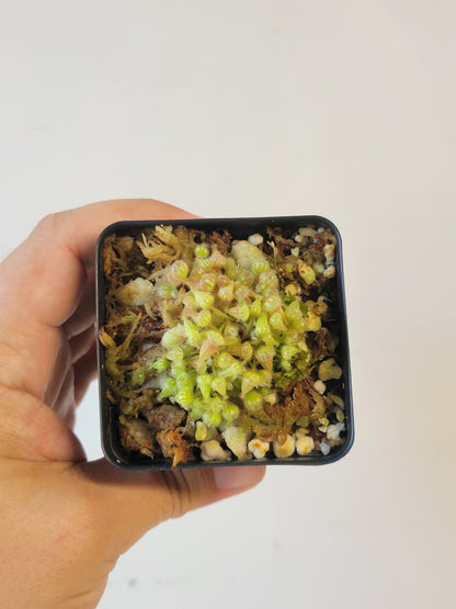 Cephalotus follicularis BCP