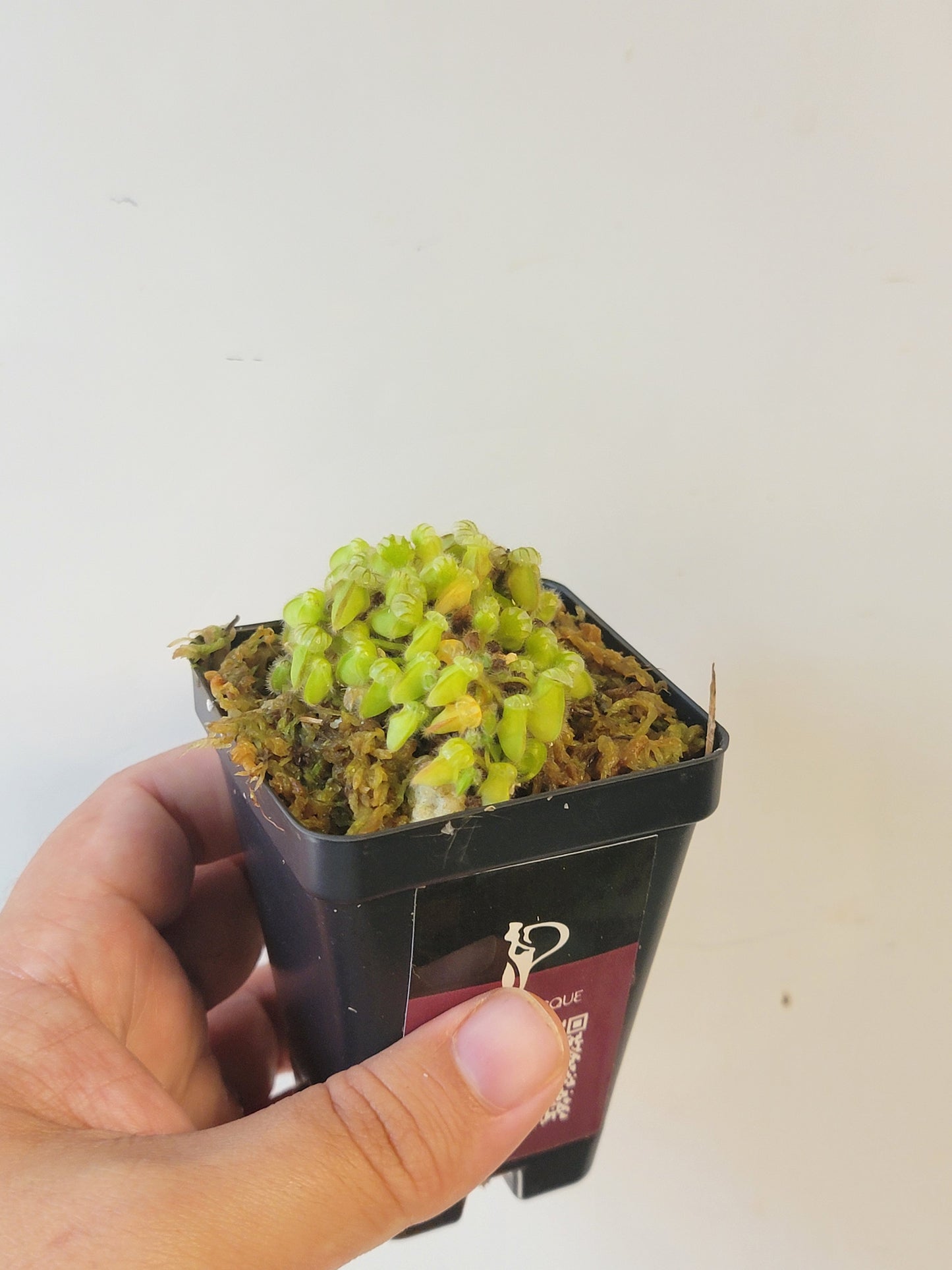 Cephalotus follicularis BCP