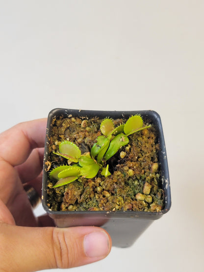 Dionaea musc. "Villarica"