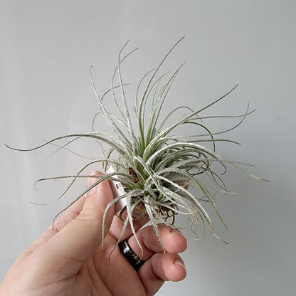 Tillandsia tectorum clump