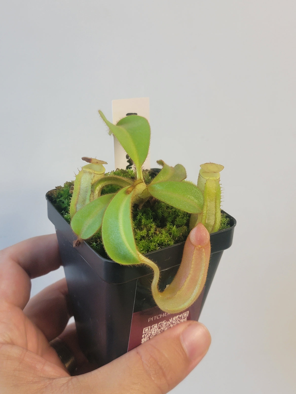 Nepenthes veitchii BCP