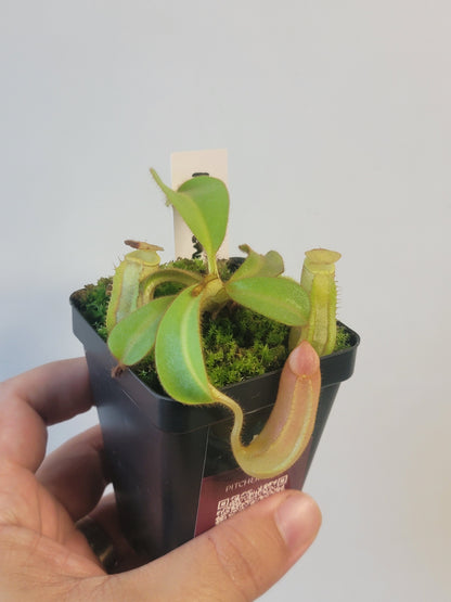 Nepenthes veitchii BCP
