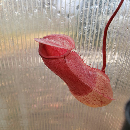 Nepenthes sibuyanensis x merriliana BE