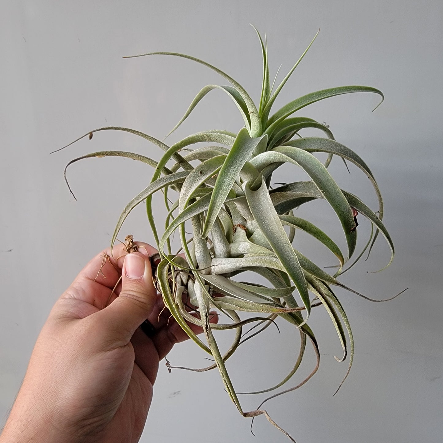 Tillandsia cacticola X