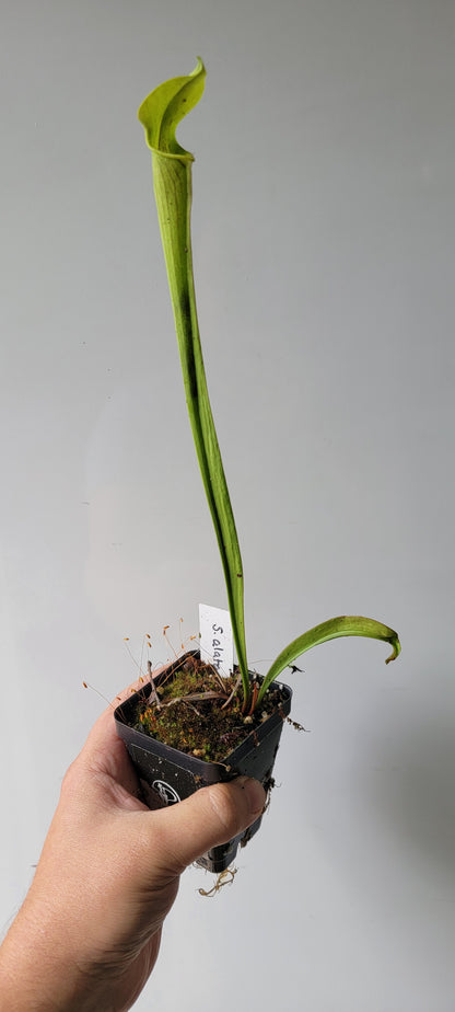 Sarracenia alata