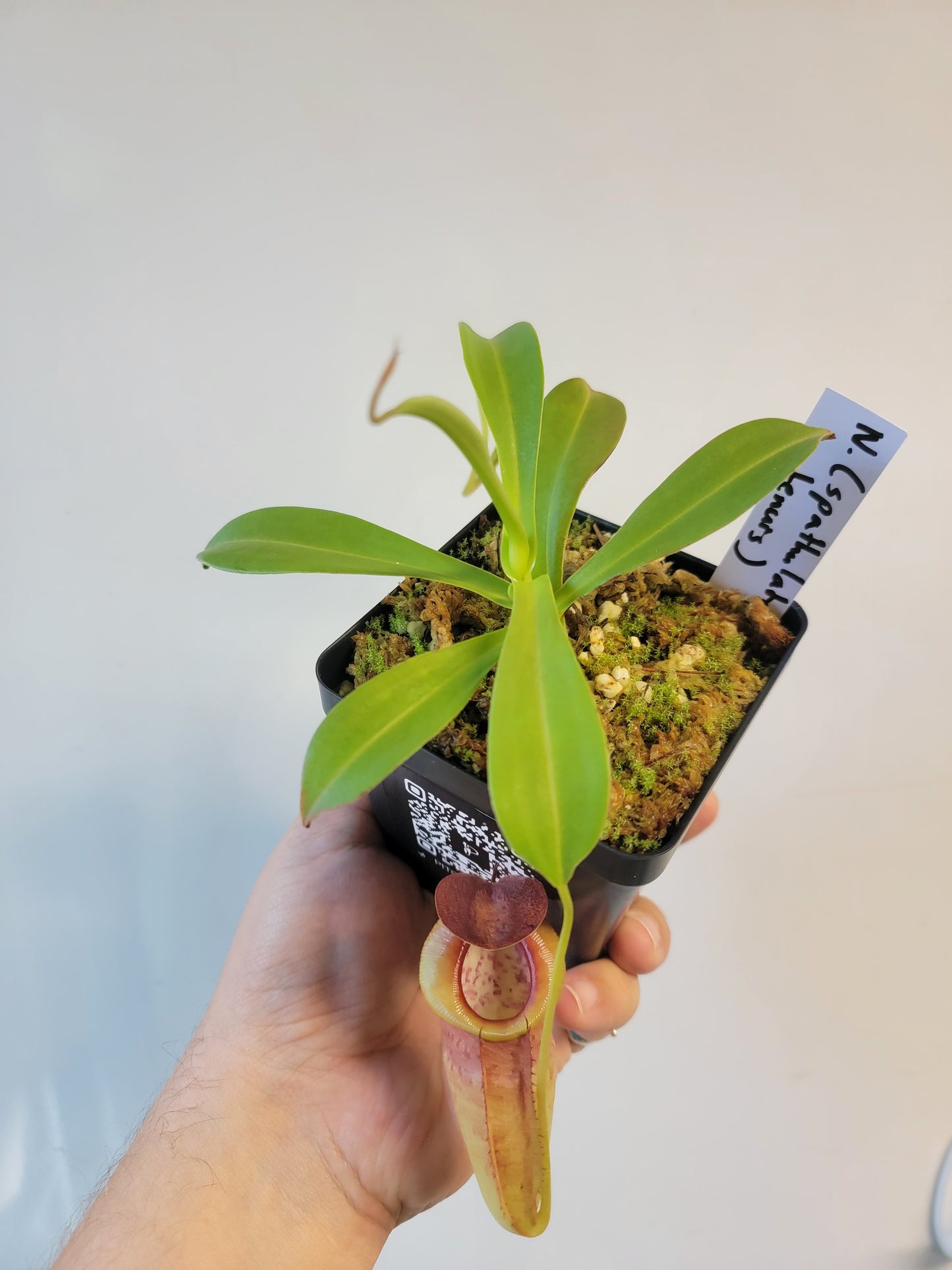 Nepenthes spathulata x tenuis BE