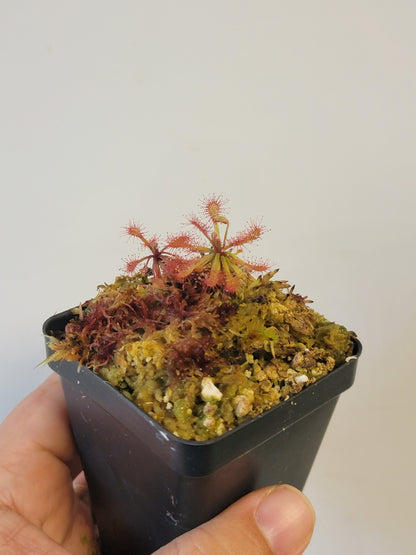Drosera aff. roraimae BCP
