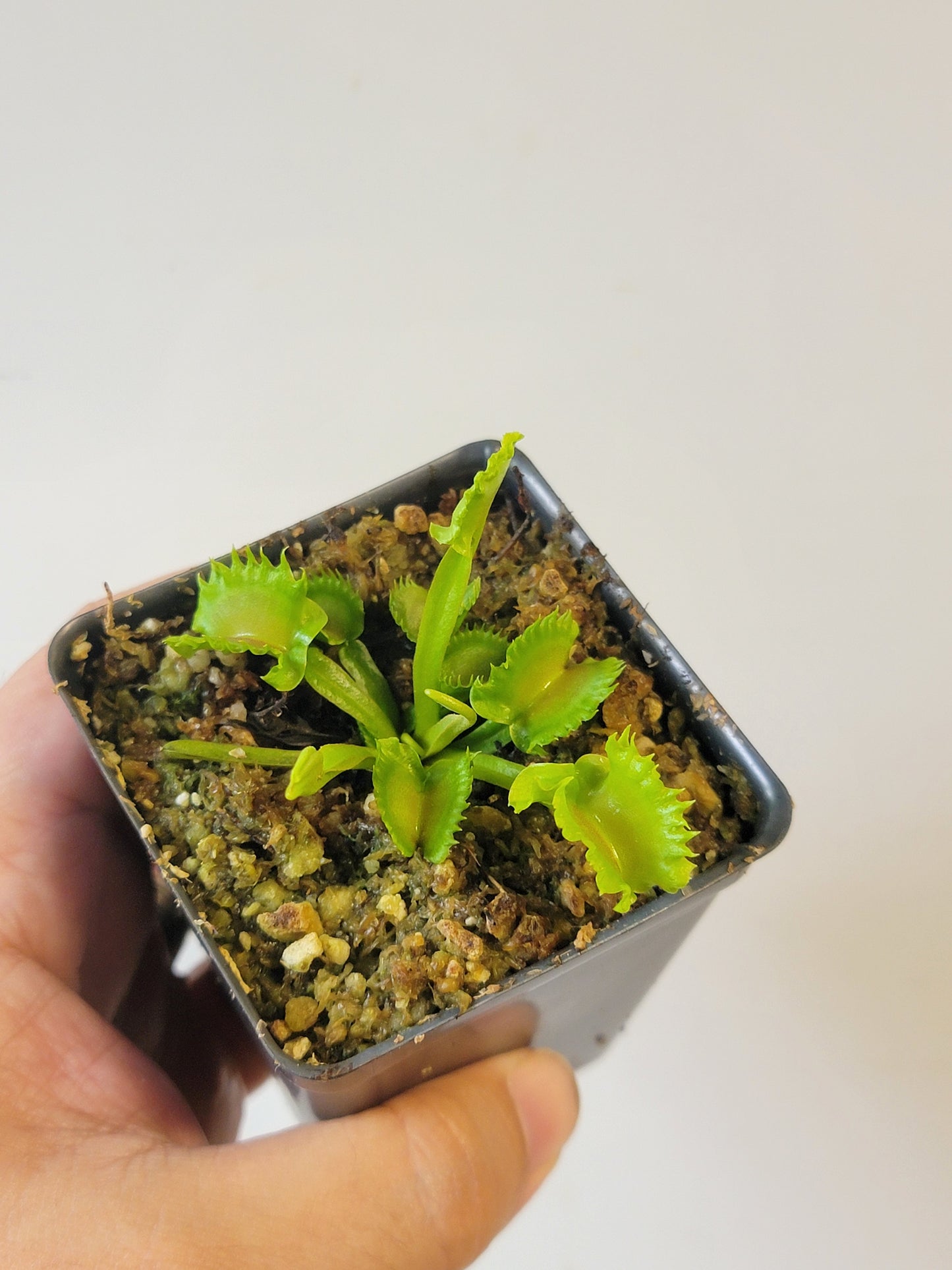 Dionaea musc. "GJ Shir Khan"