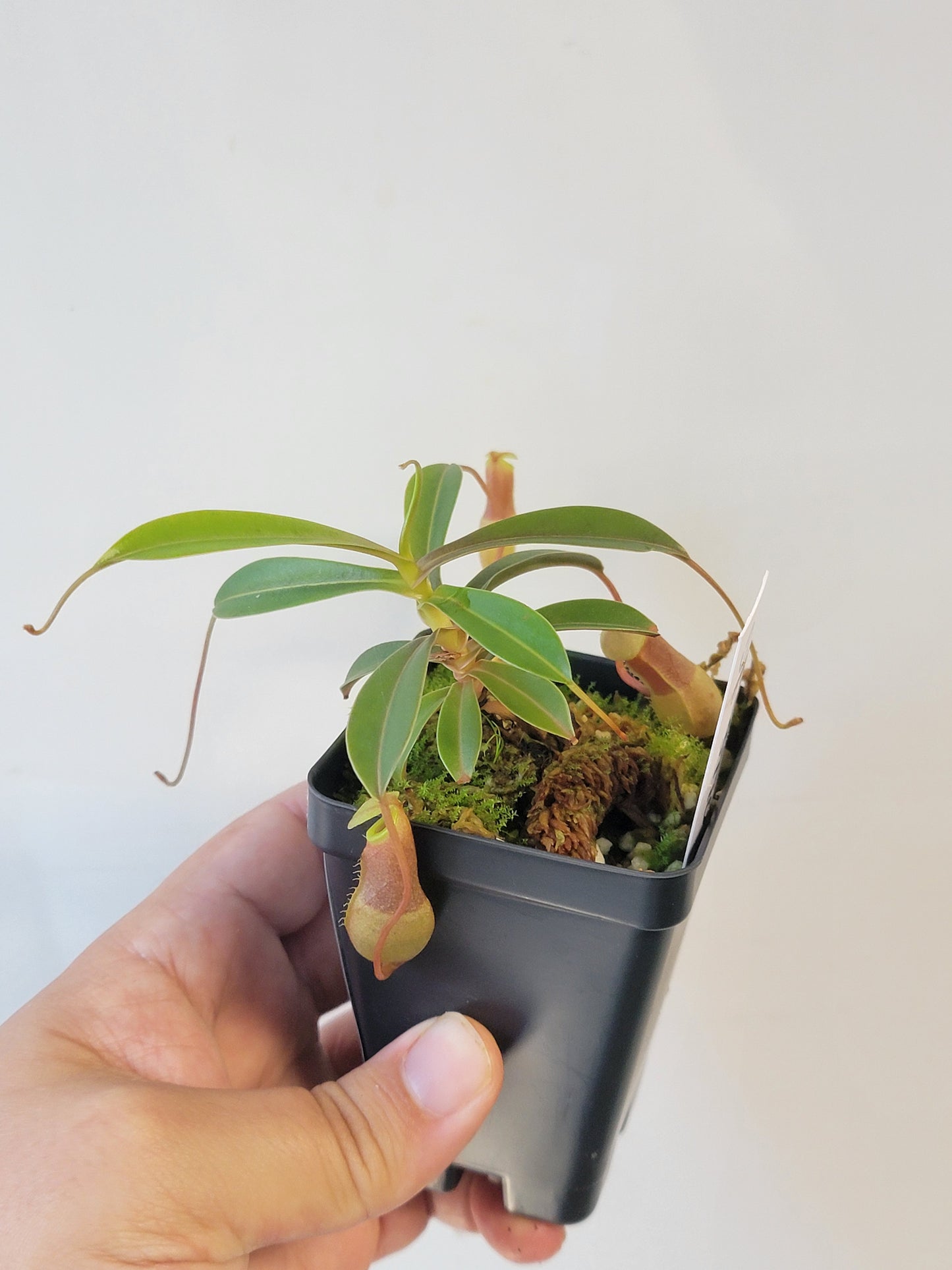 Nepenthes barcelonae BE