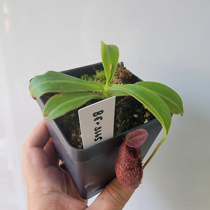 Nepenthes talangensis x glandulifera BE