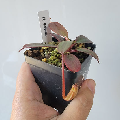 Nepenthes peltata BE *Select Clone*