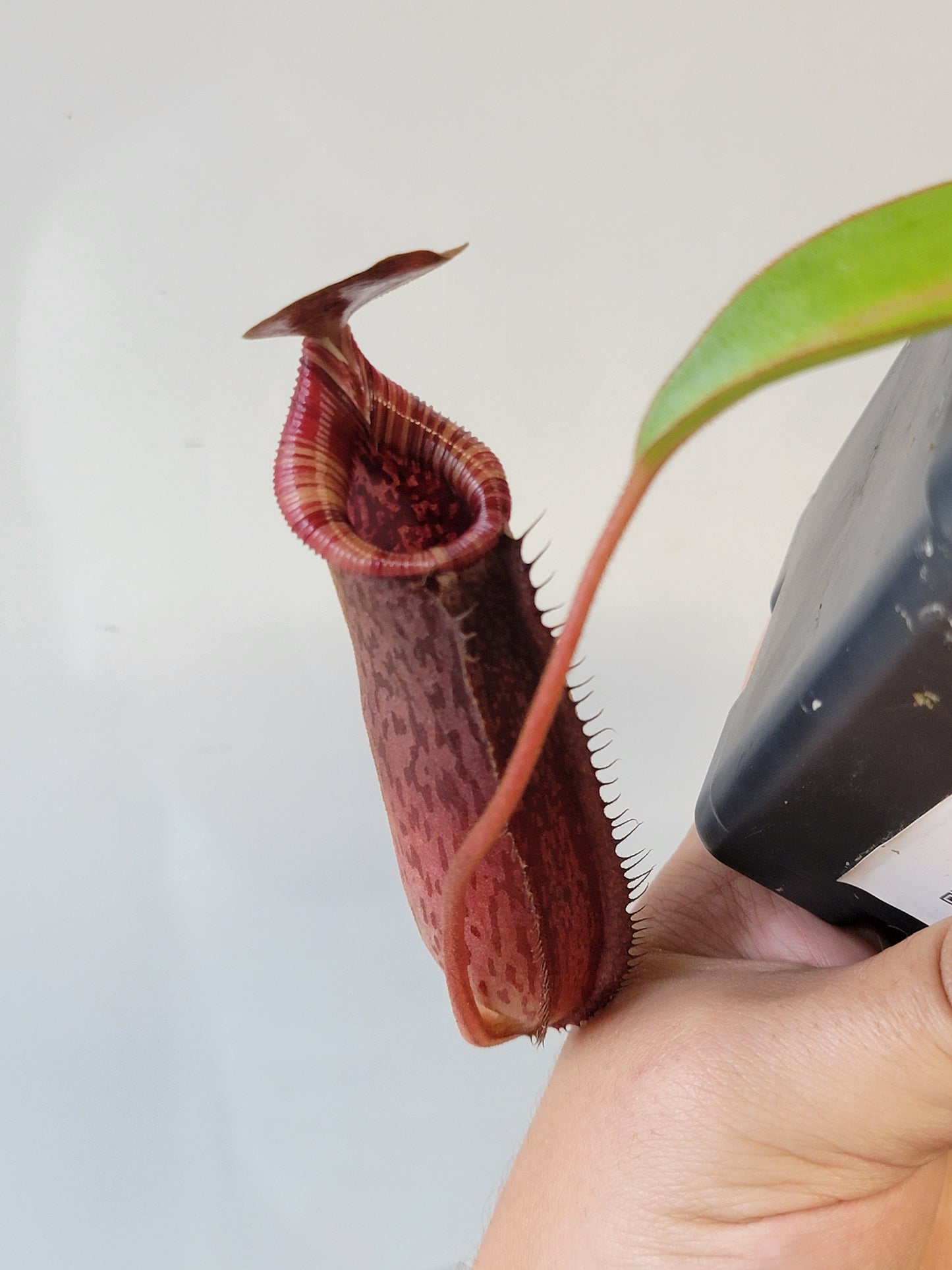 Nepenthes spectabilis x lowii BE