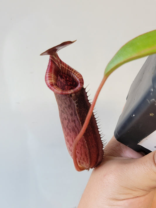 Nepenthes spectabilis x lowii BE