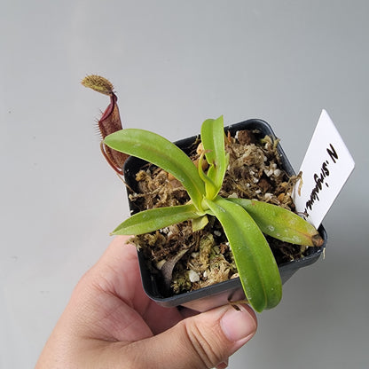 Nepenthes singalana x hamata BE