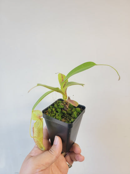 Nepenthes thorelii x maxima (x Rokko) MBRS clone