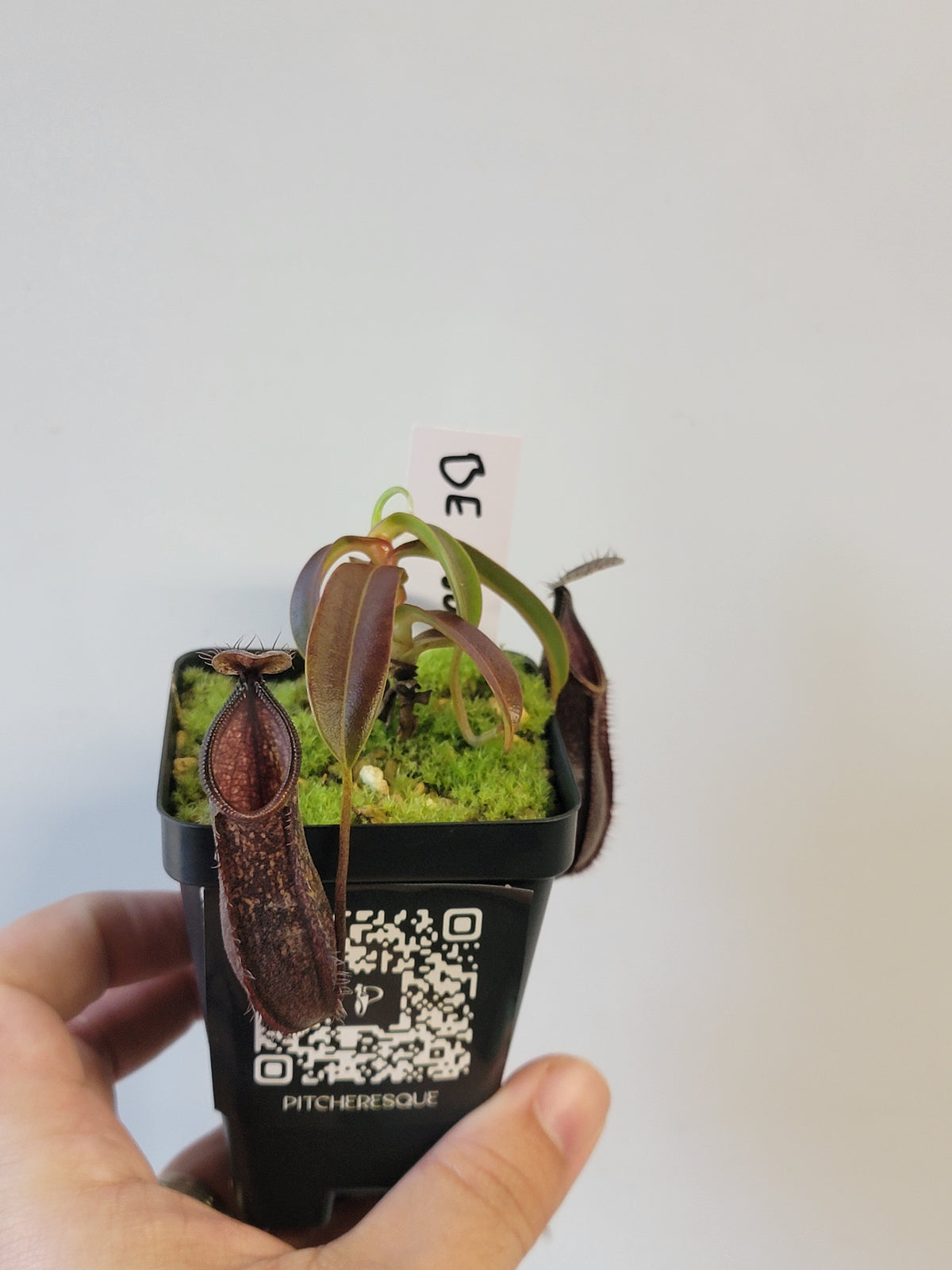 Nepenthes nigra BE