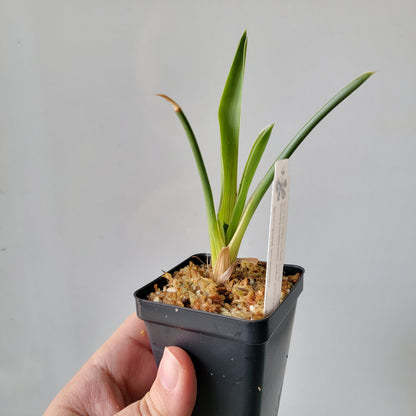 Brocchinia hechtioides BCP