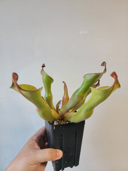 Heliamphora nutans x glabra 'Giant'