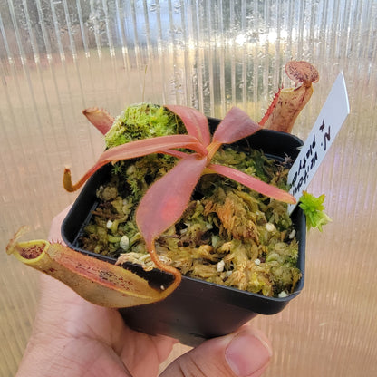 Nepenthes veitchii x platychila BE