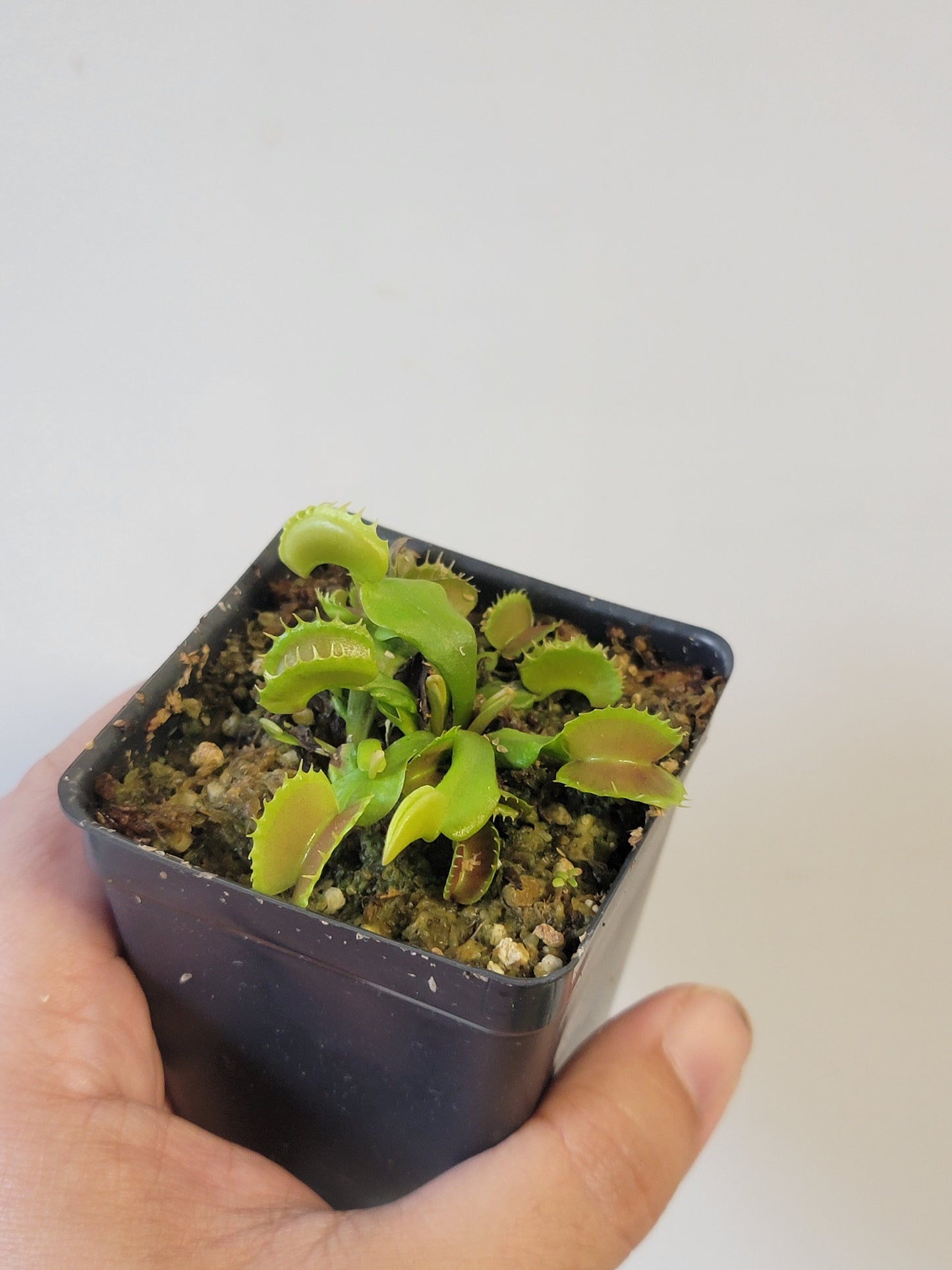 Dionaea musc. "Villarica"