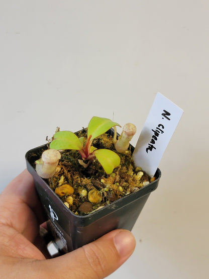 Nepenthes clipeata BE