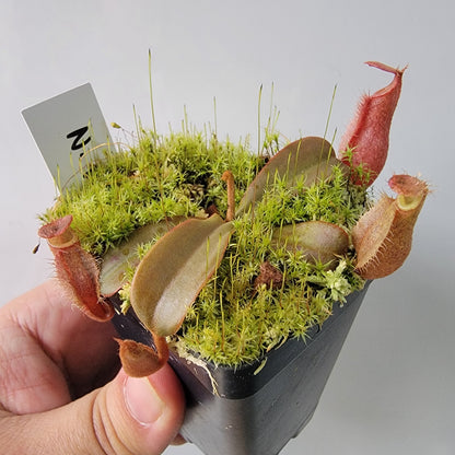 Nepenthes vieillardii BE