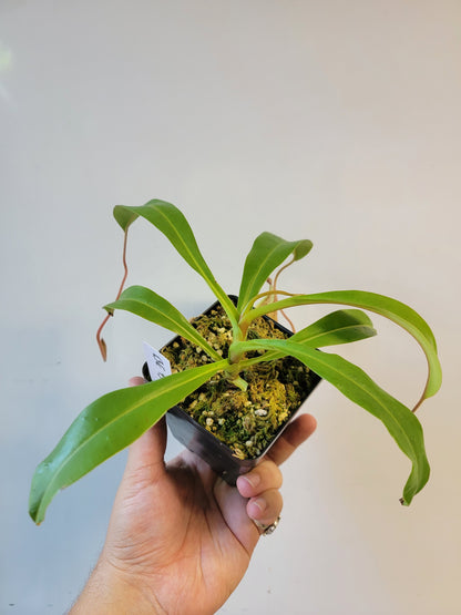 Nepenthes glabrata x veitchii BE