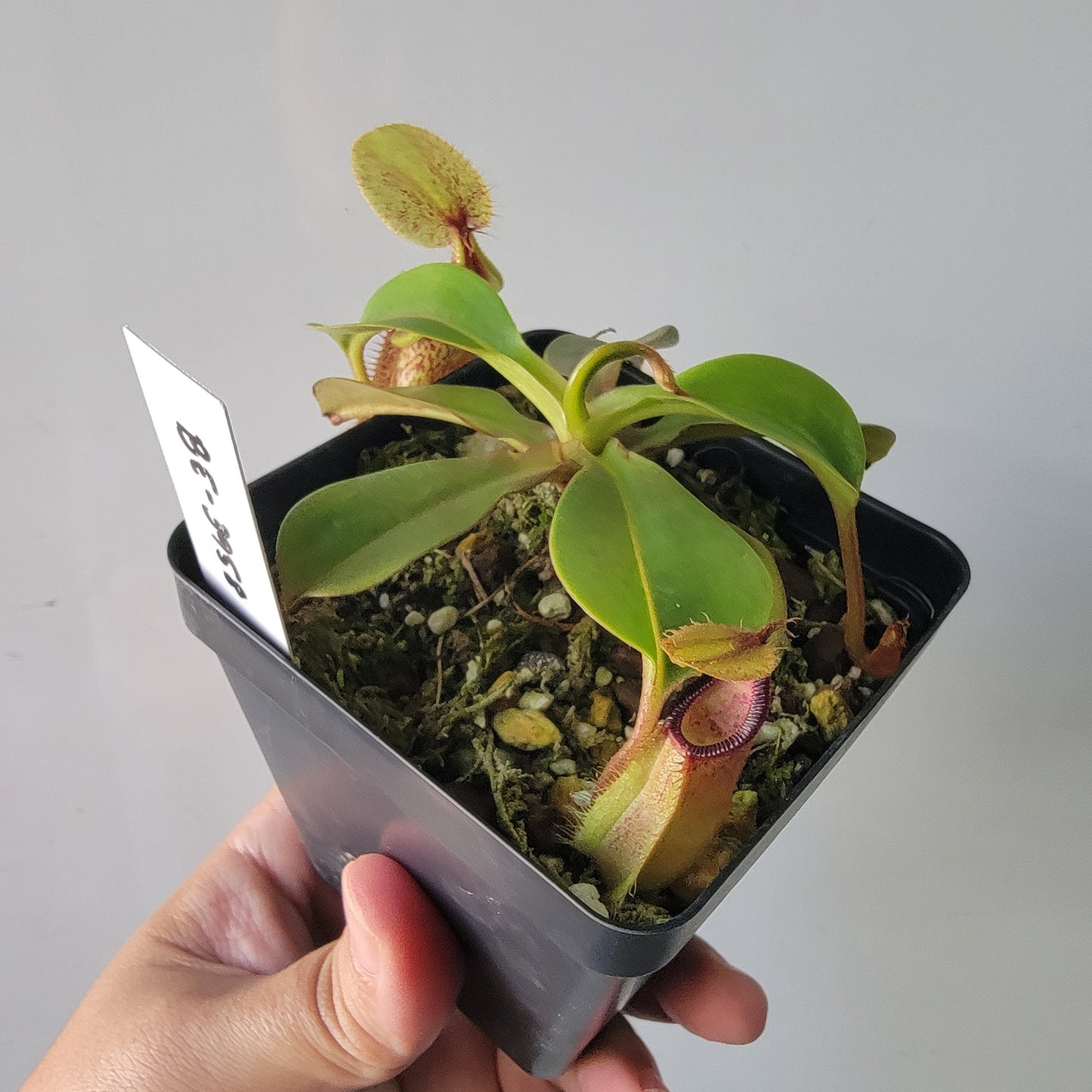 Nepenthes robcantleyi x hamata BE