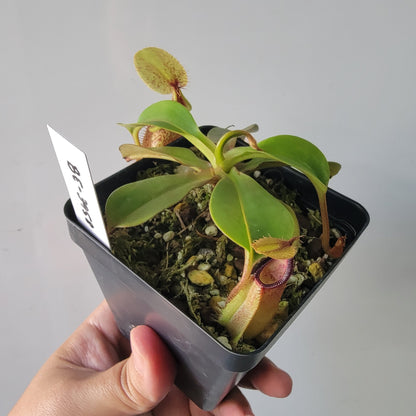 Nepenthes robcantleyi x hamata BE