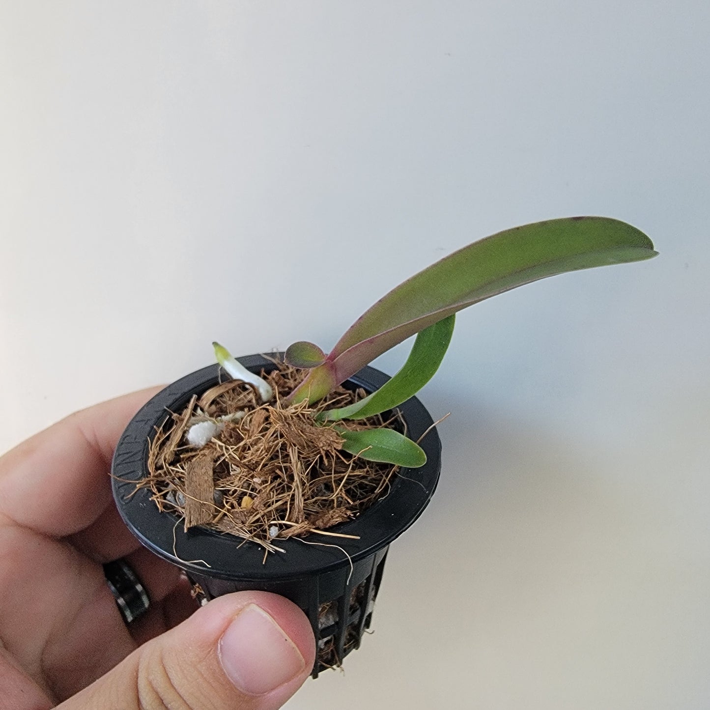 Cattleya Orchid (Culminant 'Les Tuilieres' x Mem. Grant Eichler 'Lenette')