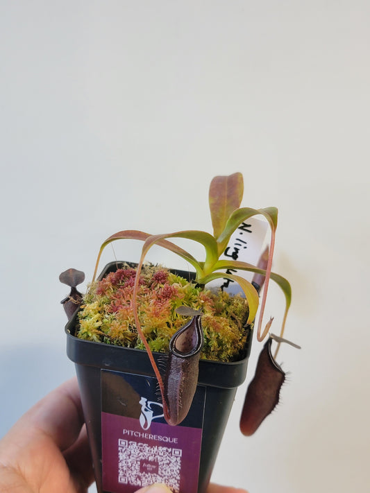 Nepenthes lingulata x jamban BE