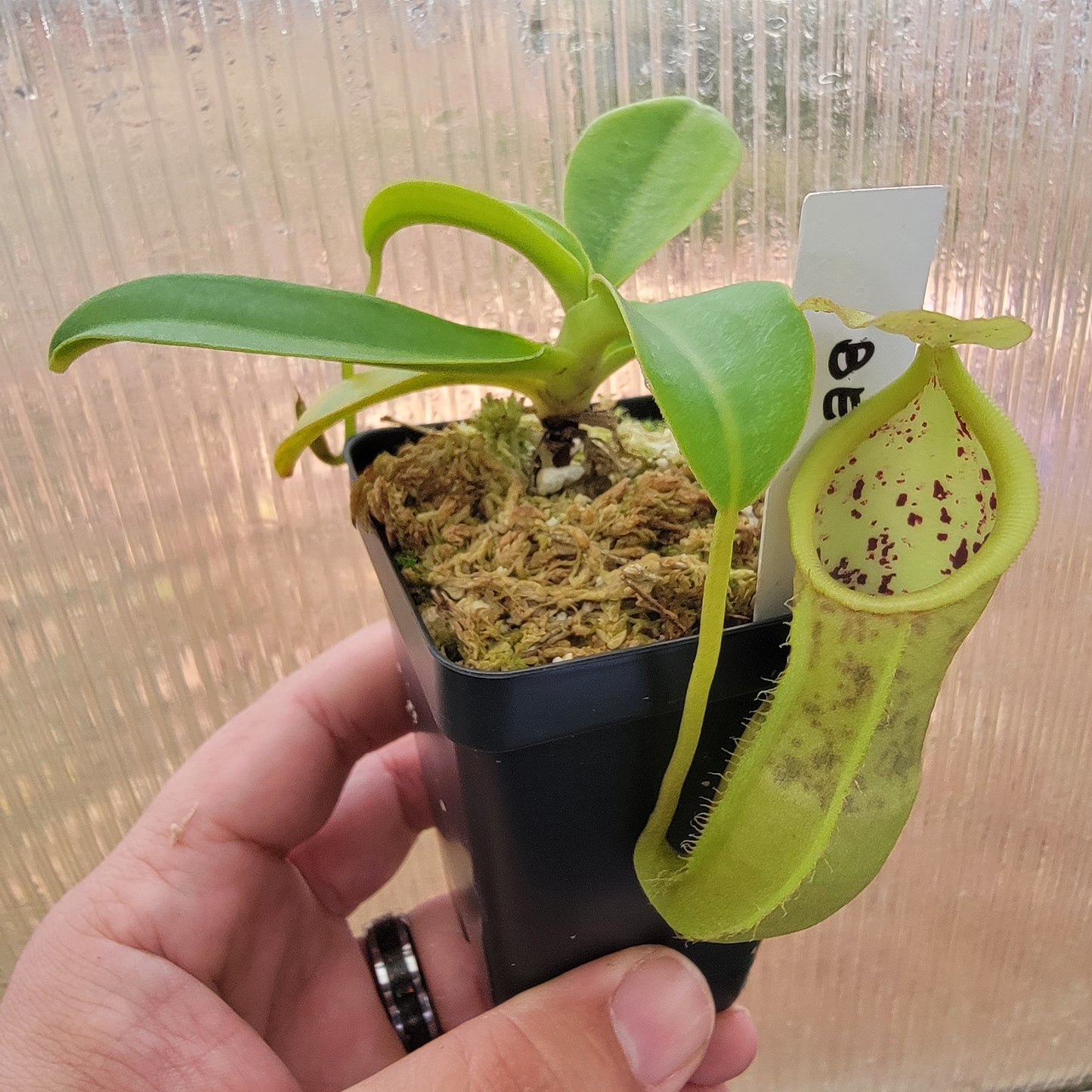 Nepenthes spathulata x campanulata BE