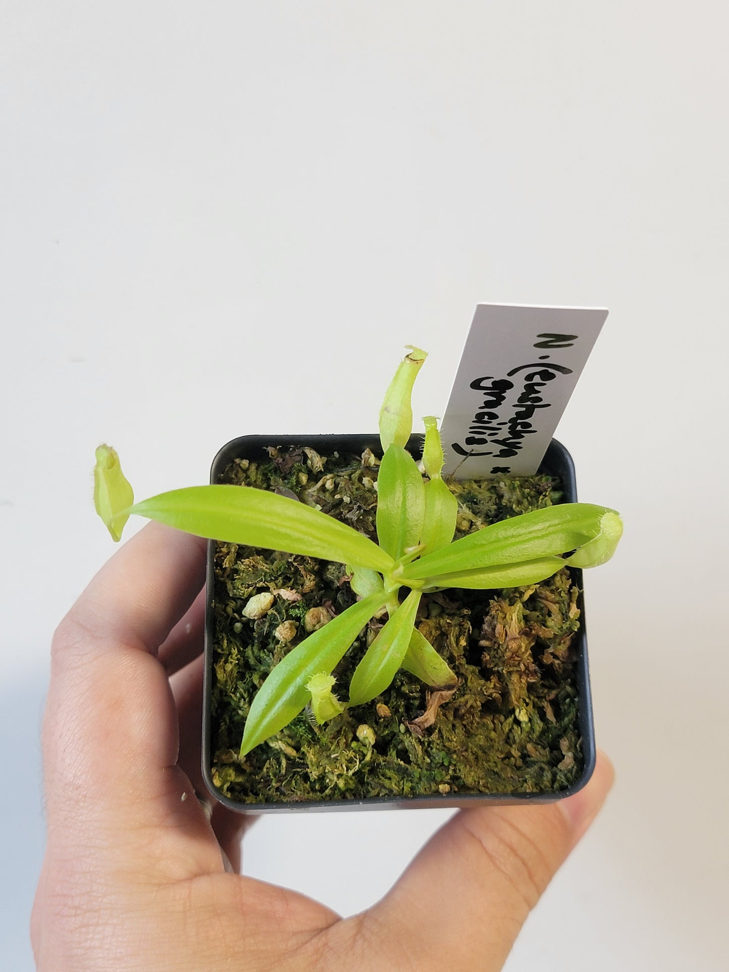 Nepenthes eustachya x gracilis BCP