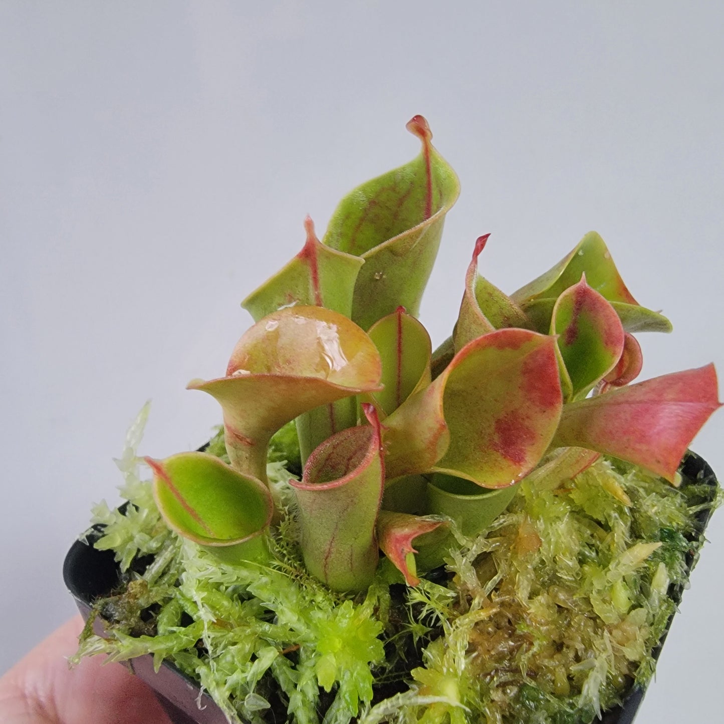 Heliamphora heterodoxa x minor