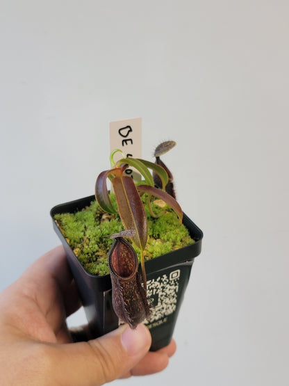Nepenthes nigra BE
