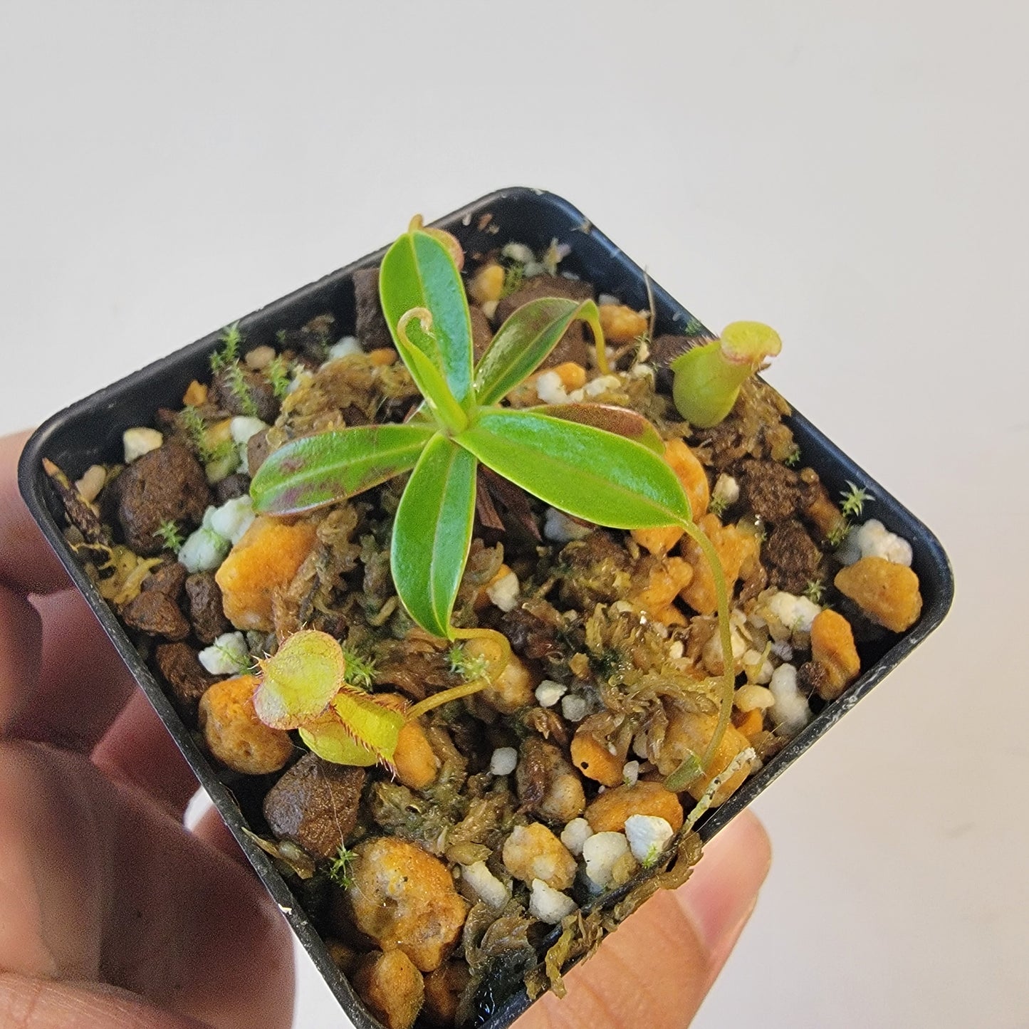Nepenthes pervillei BCP