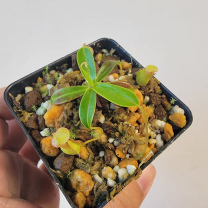 Nepenthes pervillei BCP