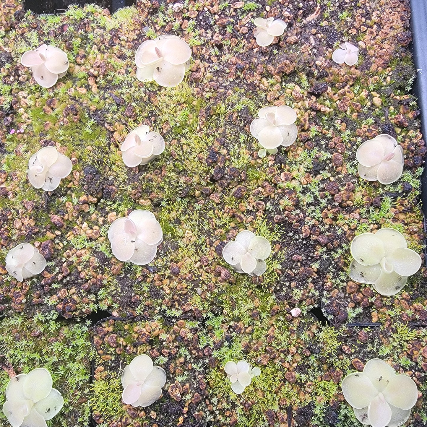 Pinguicula moranensis