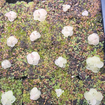 Pinguicula moranensis