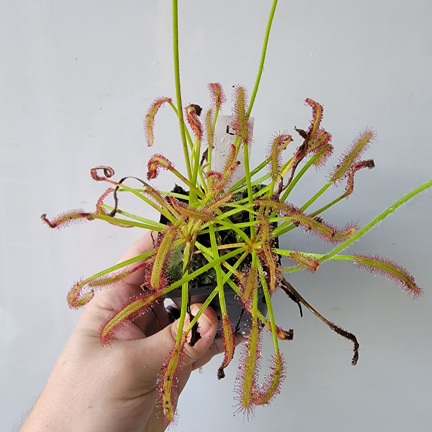 Drosera capensis SG