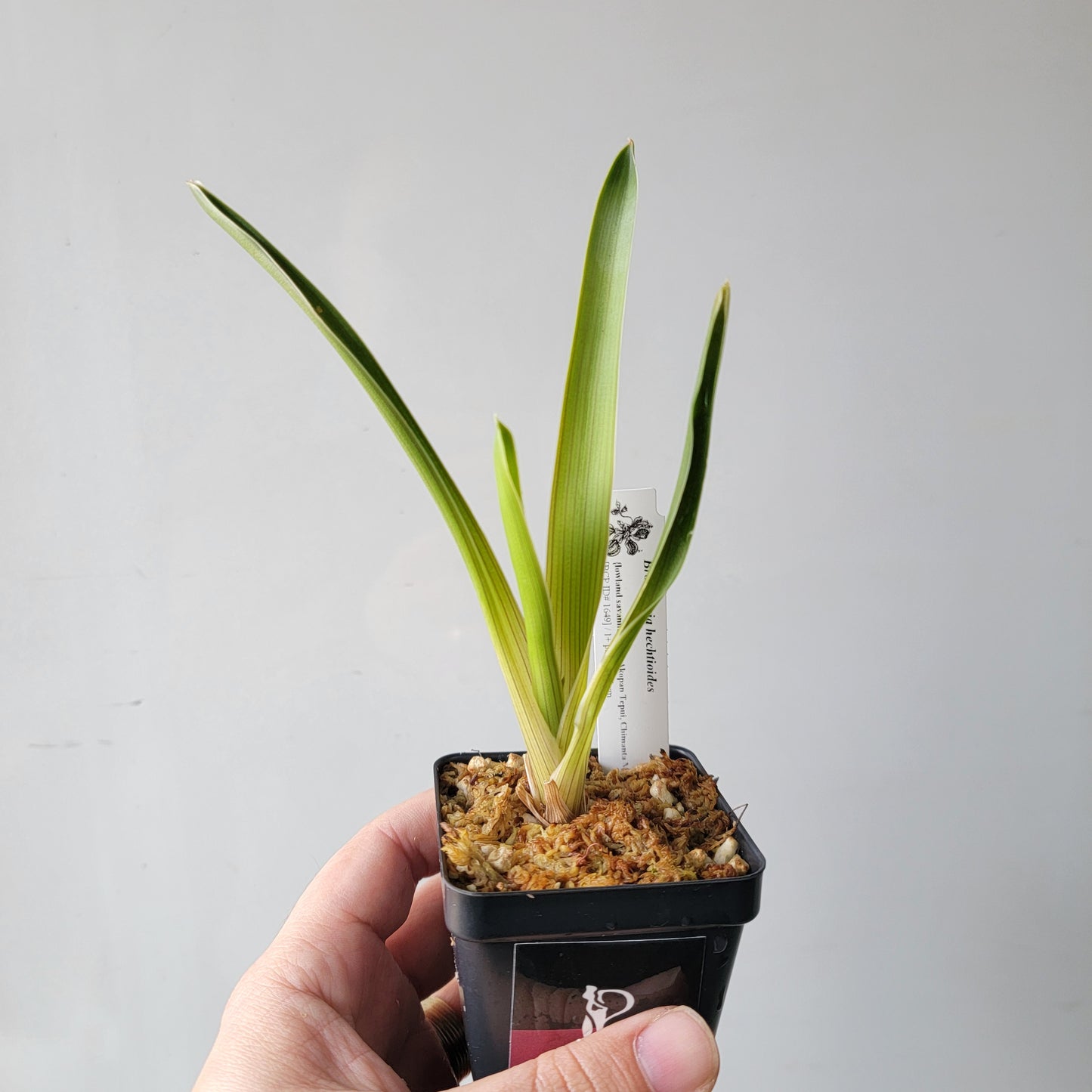 Brocchinia hechtioides BCP