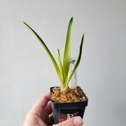 Brocchinia hechtioides BCP
