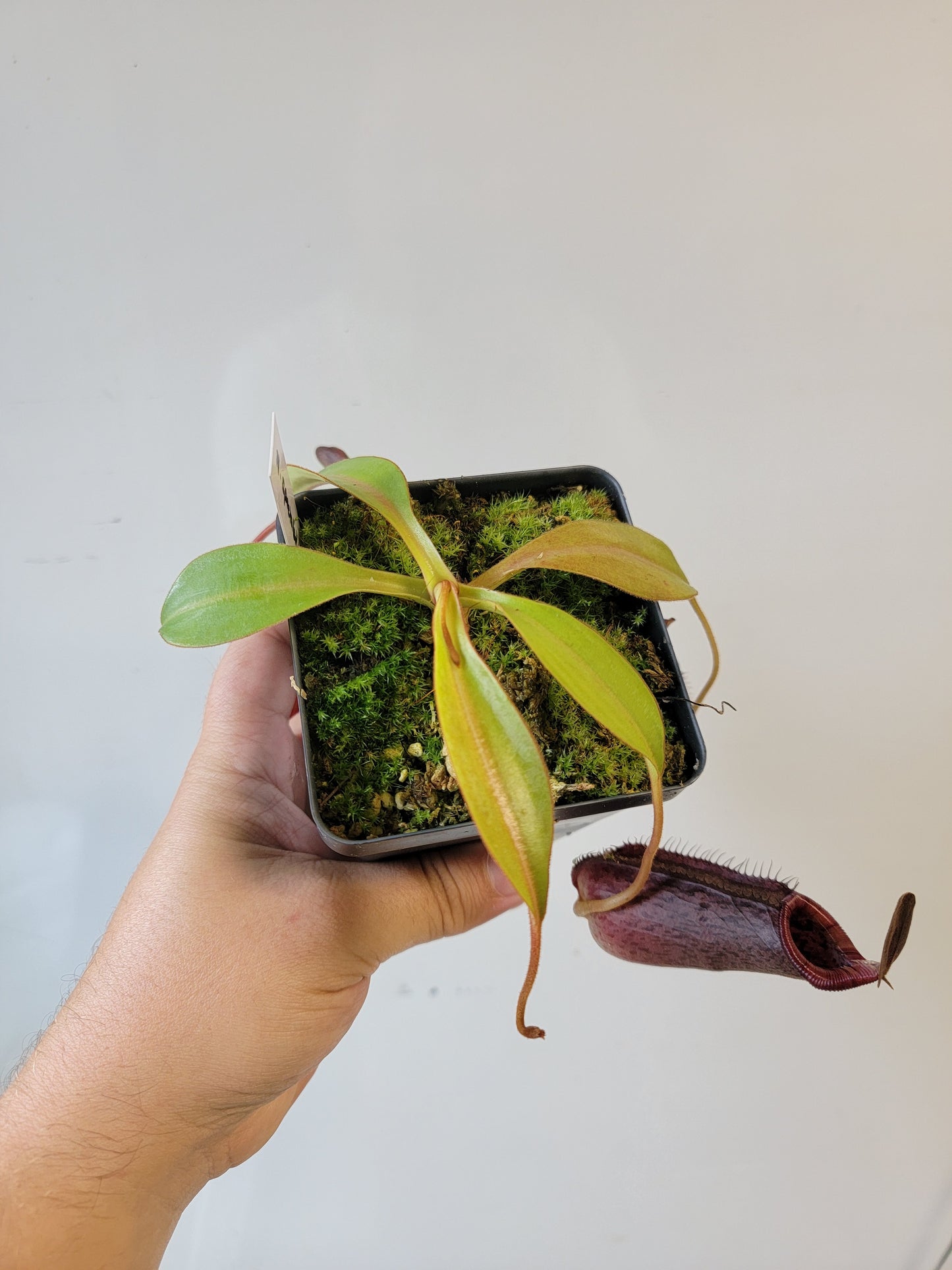 Nepenthes spectabilis x lowii BE